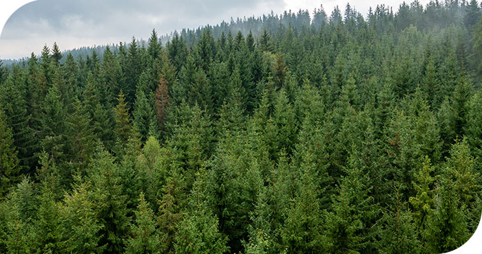 l'impact environnemental des nicotine pouches 